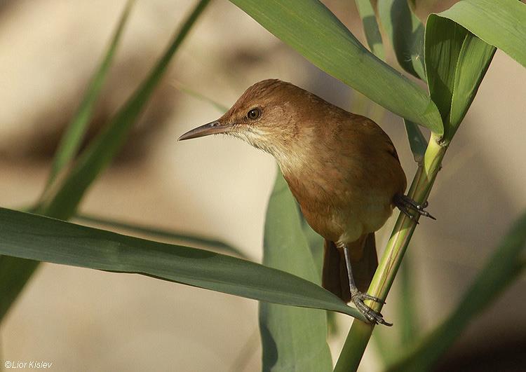 Clamorous Reed Warbler  Acrocephalus stentoreus          , Beit Shean valley ,21-12-10 Lior KIslev